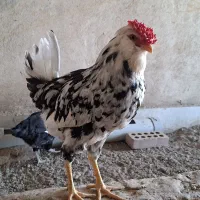 خروس گلین۲ عدد