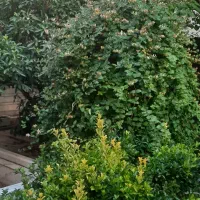 اپارتمان همکف دو خوابه