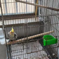 قفس کاسکویی بزرگ