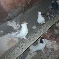 کفتر شصتی دم سفید