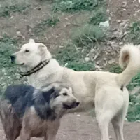 سگ سرابی|سگ|نمین, |دیوار