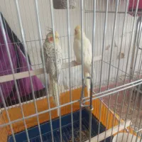 پرنده|پرنده|اصفهان, بهرامآباد|دیوار