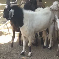 بز پاکستانی
