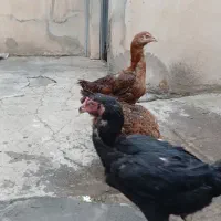 مرغ لاری