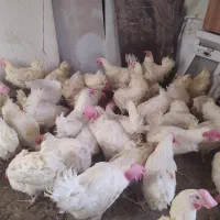 مرغ تخم گذار