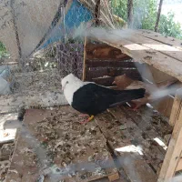 کبوتر