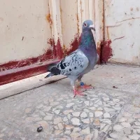 طلفن