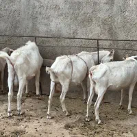 بز سانن اصلی و دورگ  ابستن دوقلو زا