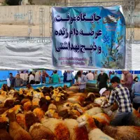 زیر قیمت بازار خریدکنید مستقیم ازدامدار بدون دلال