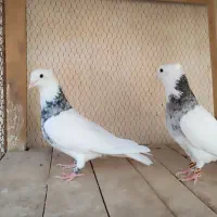 طوقی|پرنده|آران و بیدگل, |دیوار