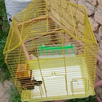 قفس طوطی