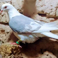 کویتی جوانه نر