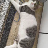 گم شدن گربه در پارک بعثت