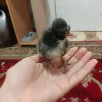 جوجه لهستانی و ابریشمی. پنج انگشتی