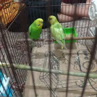 مرغ عشق|پرنده|مینودشت, |دیوار