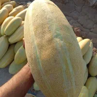 حق العمل کاری فیاضی
