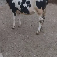 فروش گوساله ماده