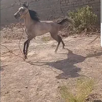 اسب ۳ساله نریون