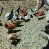 جوجه محلی
