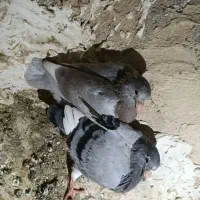 کبوتر طوقی