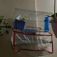 مرغ عشق