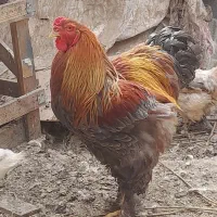خروس برهما درجه یک ودرشت