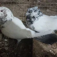 سه جفت پرشی به شرط و ضمانت