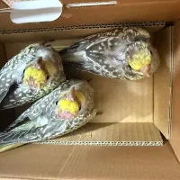 عروس هلندی گلباقالی دستی و آروم