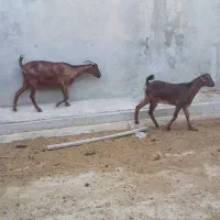 بزوکهر