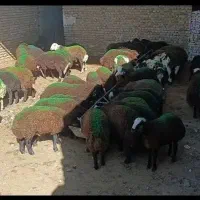 بره نر پشم طلا سرخ افشاری و پلنگی دامداری نجبایی