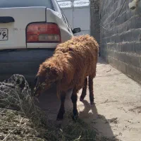 بره ماده