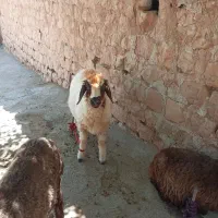 گوسفند داشتی ،پرواری