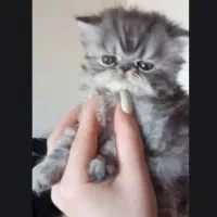 گربه پرشین اصیل صورت فلت عروسکی