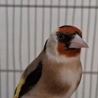 سهره نر متولد قفس