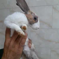 واگذاری خرگوش نر و ماده