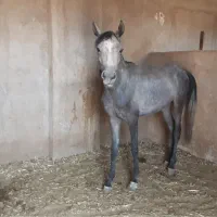 نریان دوسر عرب ۳ ساله
