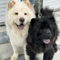 واگذاری یه جفت چاوچاو