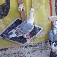 کفتر یا کبوتر جفتگاه