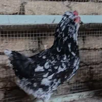 تخم نطفه داره گلین ومرندی