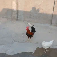 خروس|حیوانات مزرعه|اهواز, اسلام آباد شرقی|دیوار