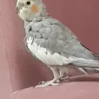 سه عدد عروس هلندی ی جفت یک تک نر