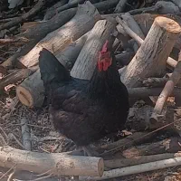 6عدد مرغ تخم گذار