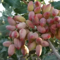 زمین پسته