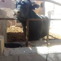 فروش دو راس نر گاو چاق