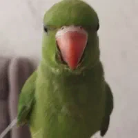 جوجه ملنگو تازه از سرلاک گرفته