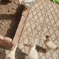فروش فوری تعدادی خروس و یک‌عددمرغ