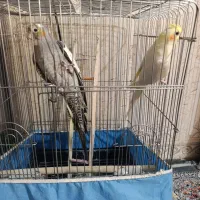 عروس هلندی
