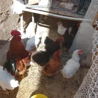 مرغ