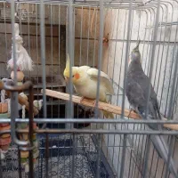 یک جفت عروس هلندی با قفس