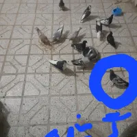 یک عدد سینه سیاه گمشده